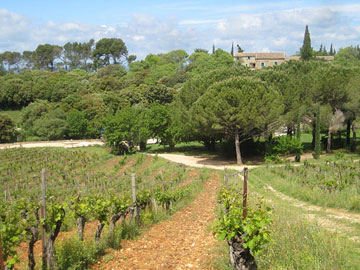Old Cabernet Sauvignon vines at Mas de Daumas Gassac