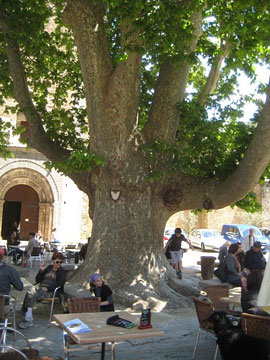 Ancient plane tree in Saint Guilhem-le-Desert