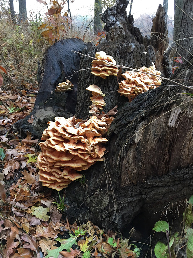 A treestump with a large growth of tree ear mushrooms